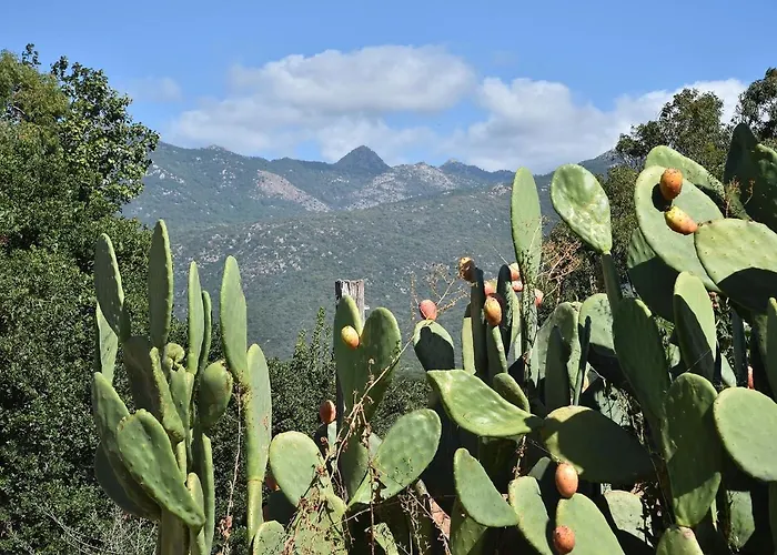 Terracorse Ferienhaus Figari (Corsica)