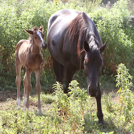 Terracorse Figari (Corsica)