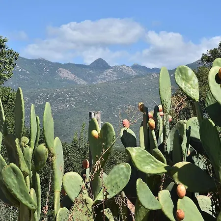 Terracorse Ferienhaus Figari (Corsica)