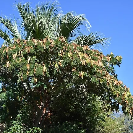 Terracorse Ferienhaus Figari (Corsica)