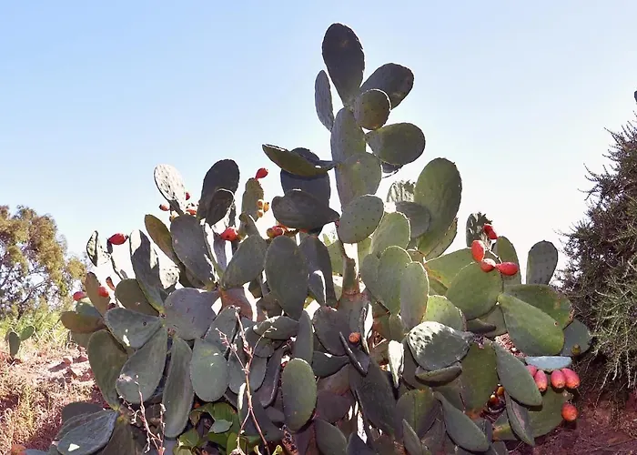 Nyaraló Terracorse Figari